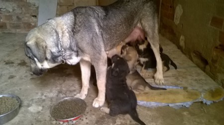 DAYSE,Y SUS CACHORROS NAC,15.02.15